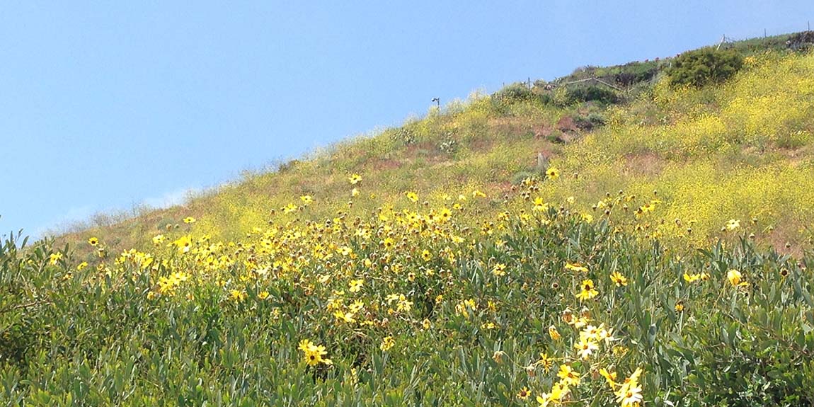 Field