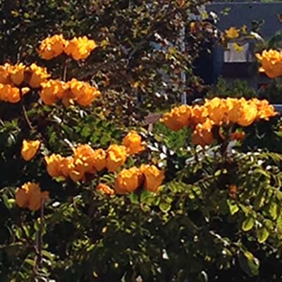 Gold Flower
