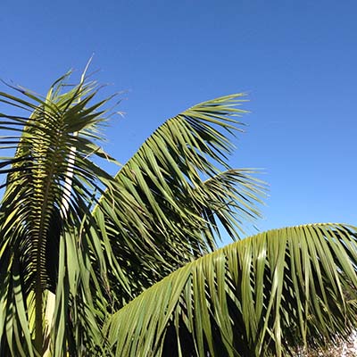 Palm