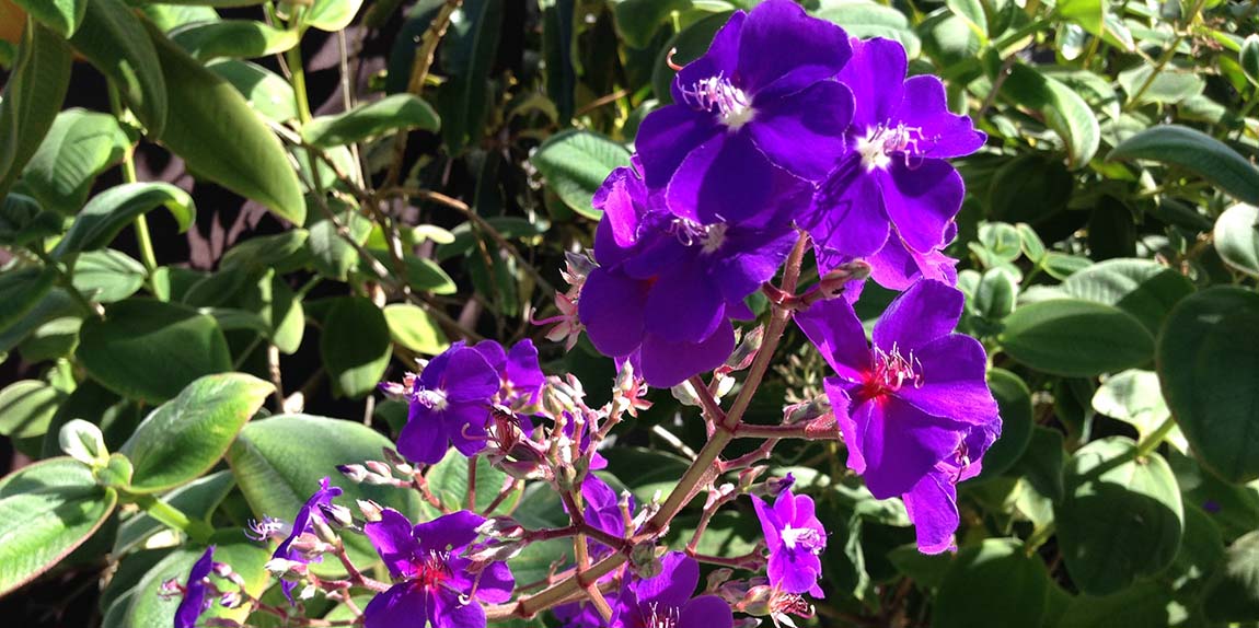 Purple Flower