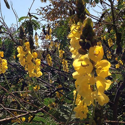 Yellow Flower