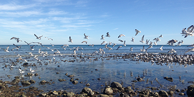 Seagulls